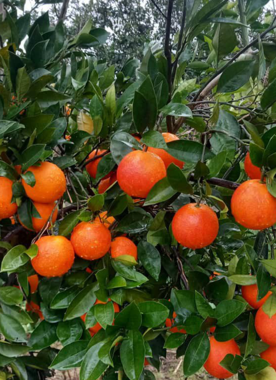 فروش پرتقال خونی