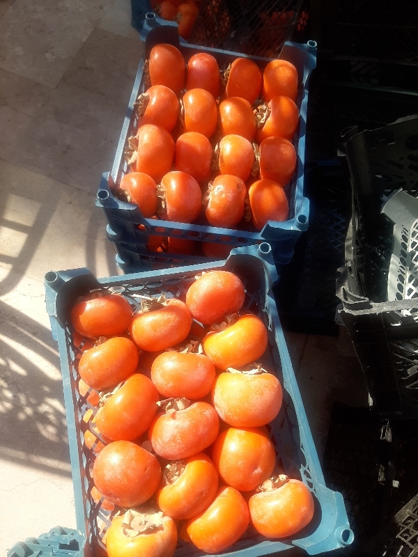 فروش خرمالو