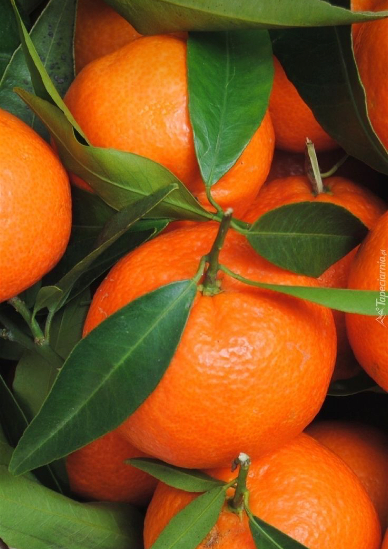 فروش نارنگی یافا