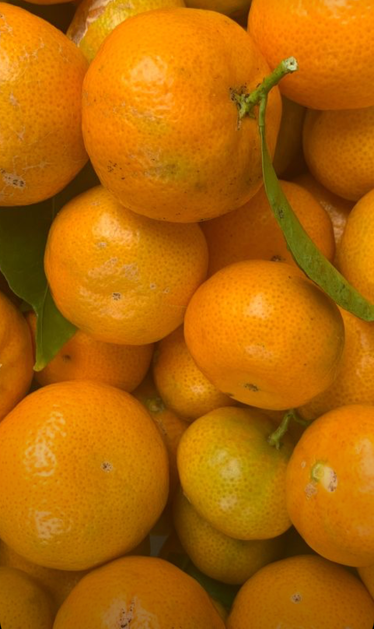 فروش نارنگی ژاپنی