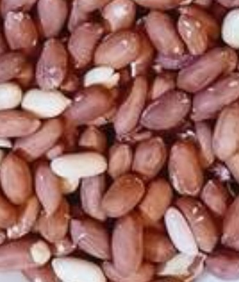 فروش بادام زمینی