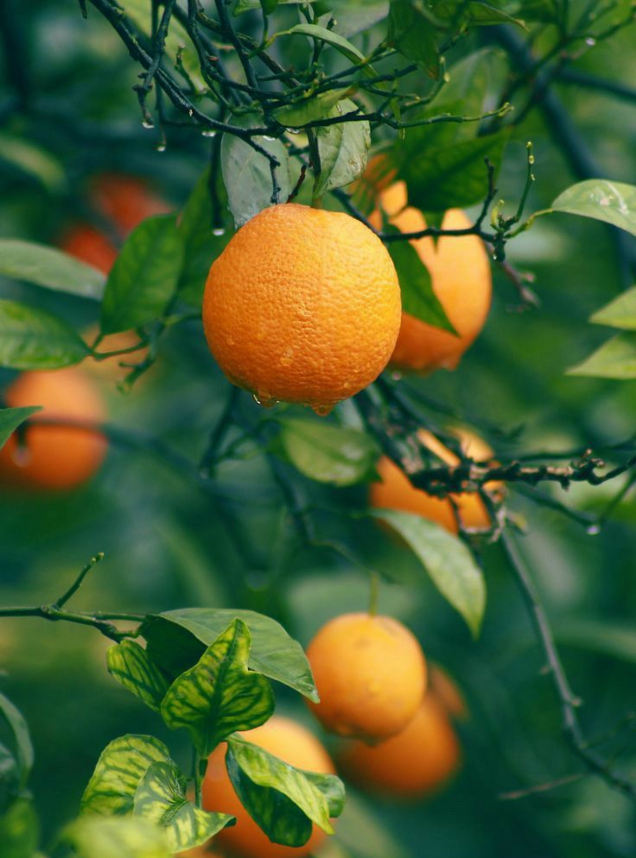 فروش پرتقال تامسون