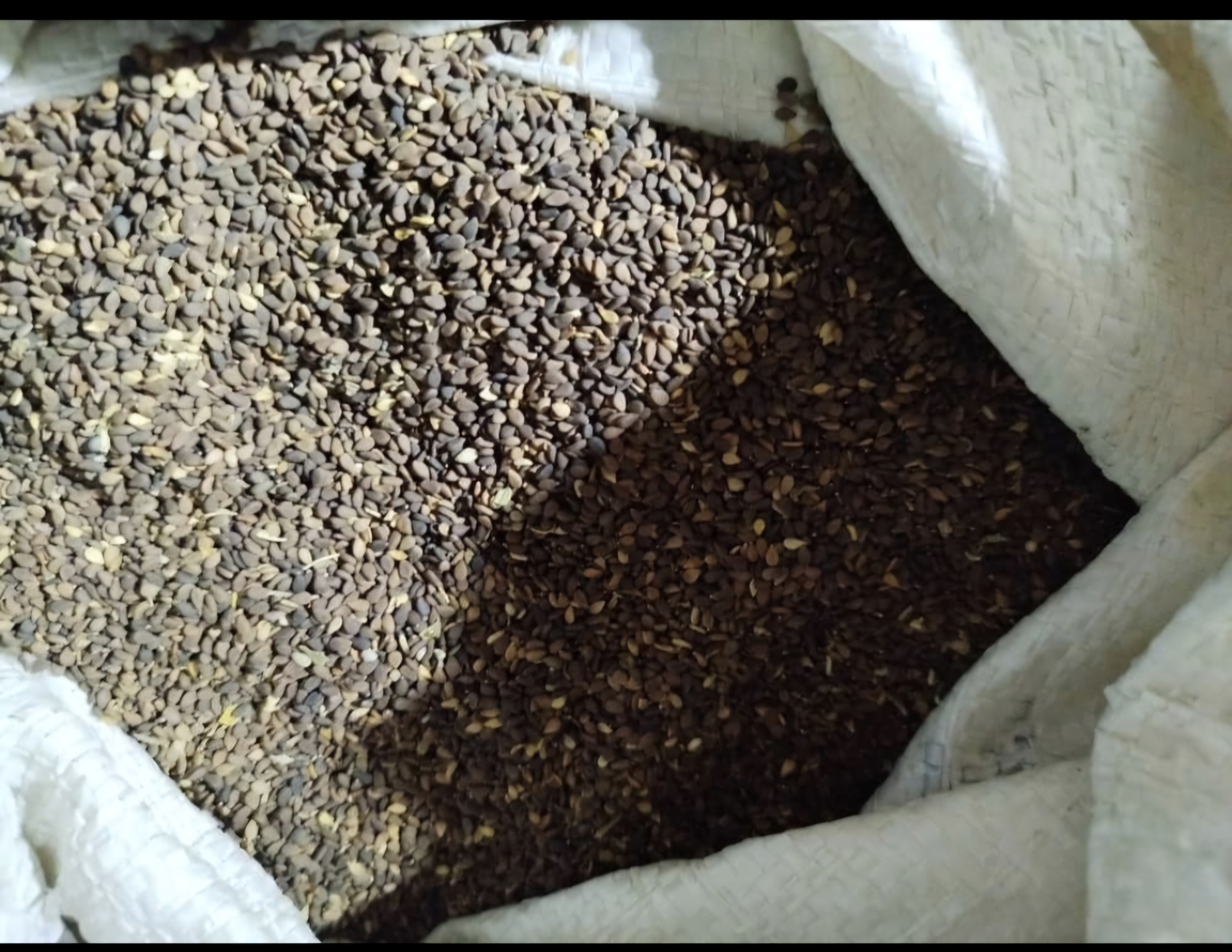 فروش کنجد قهوه ای