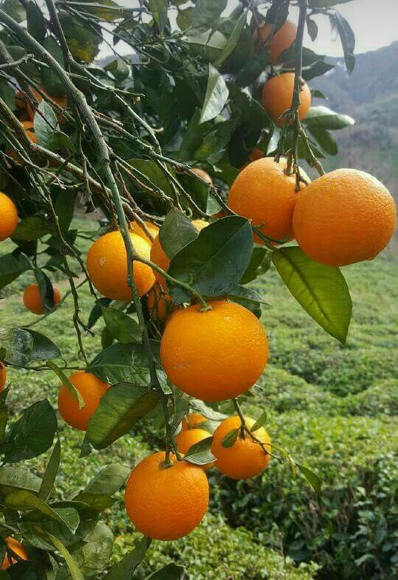 فروش پرتقال والنسیا