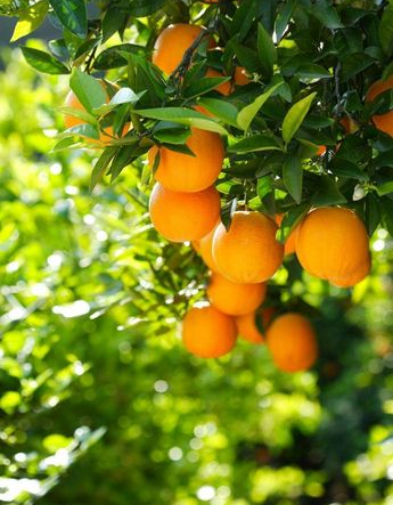 فروش پرتقال تامسون