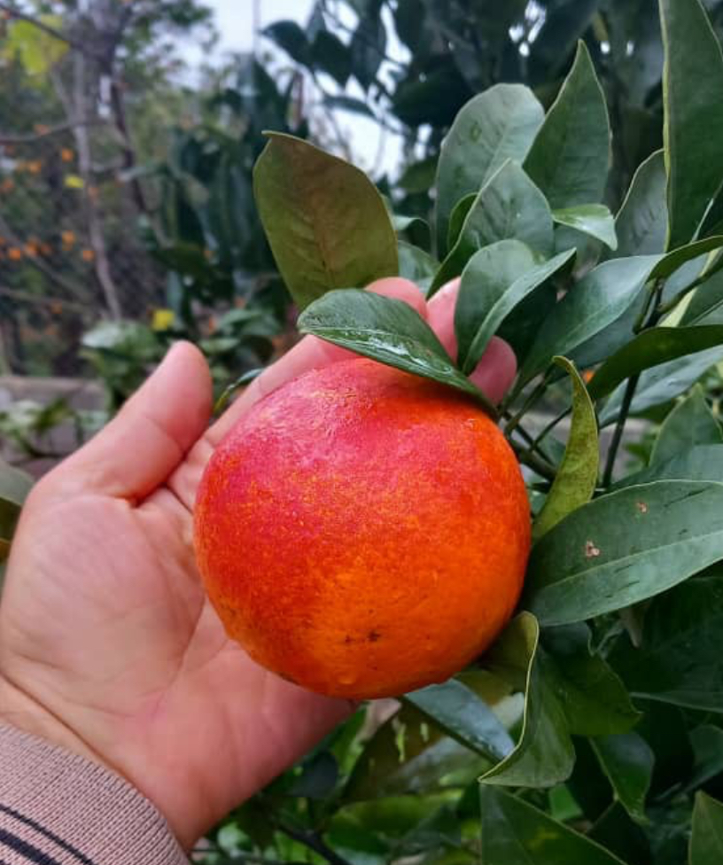 فروش پرتقال خونی