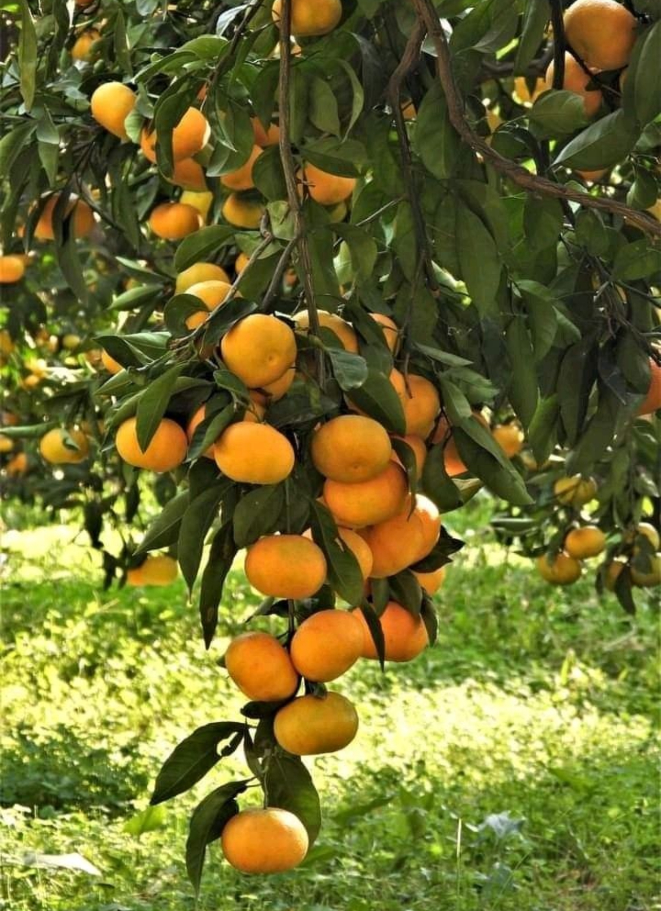 فروش نارنگی انشو