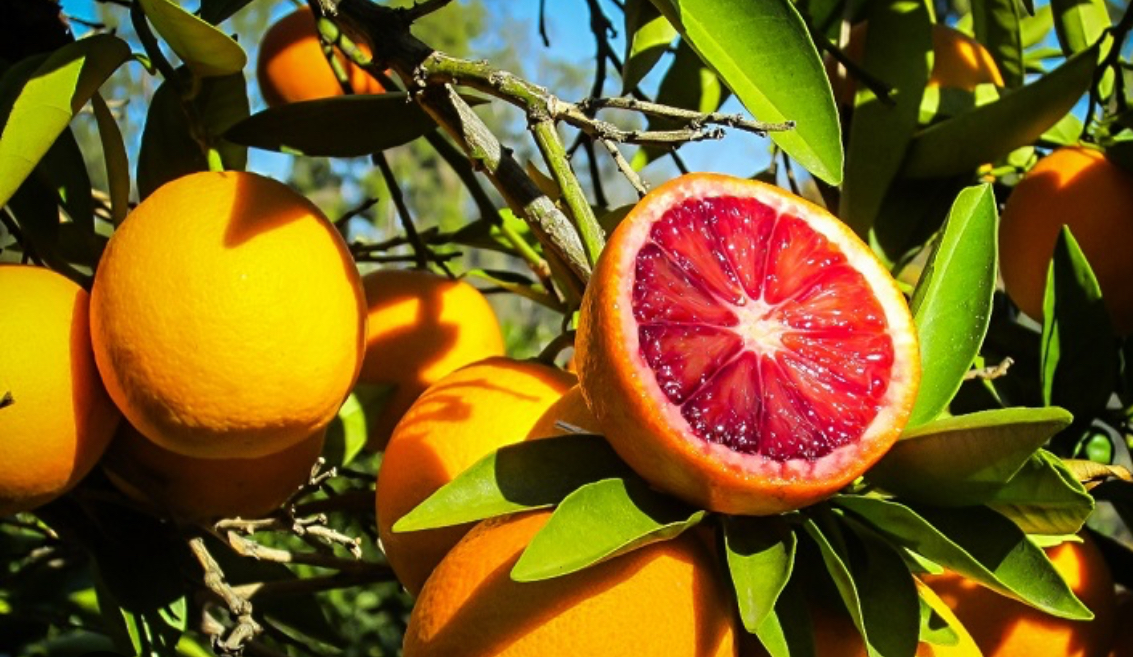 فروش پرتقال خونی