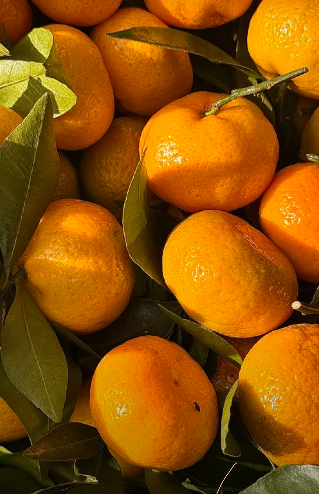 فروش نارنگی ژاپنی