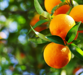 فروش پرتقال تامسون