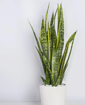 فروش گل آپارتمانی سانسوریا