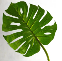 فروش گل آپارتمانی برگ انجیری