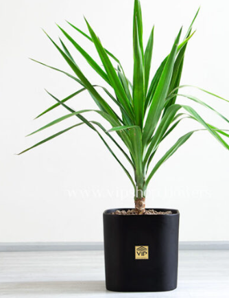 فروش گل آپارتمانی یوکا