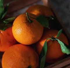 فروش نارنگی