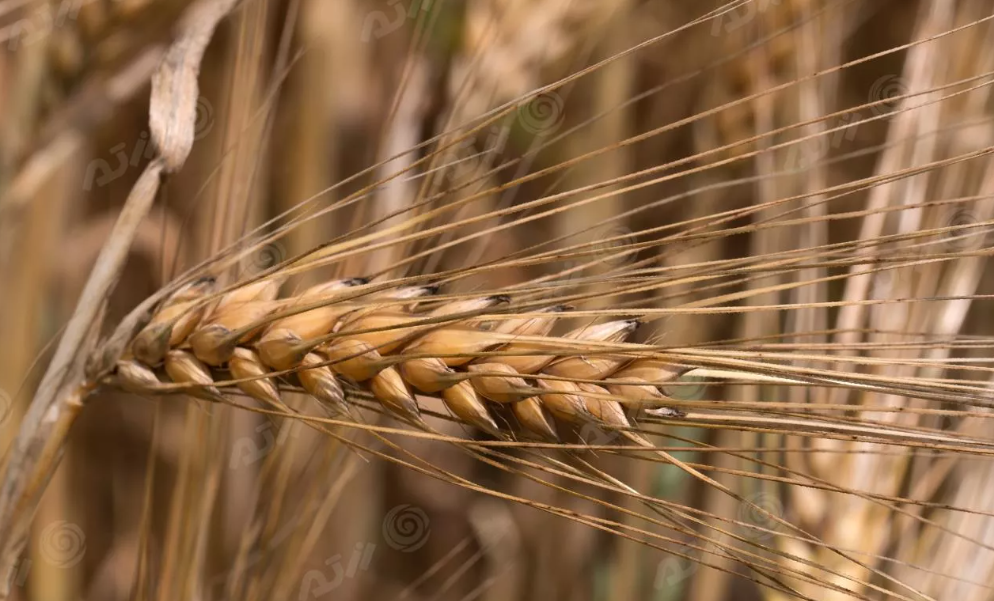 فروش گندم