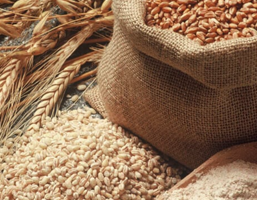 فروش گندم