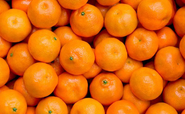 فروش نارنگی