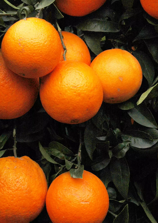 فروش پرتقال تامسون