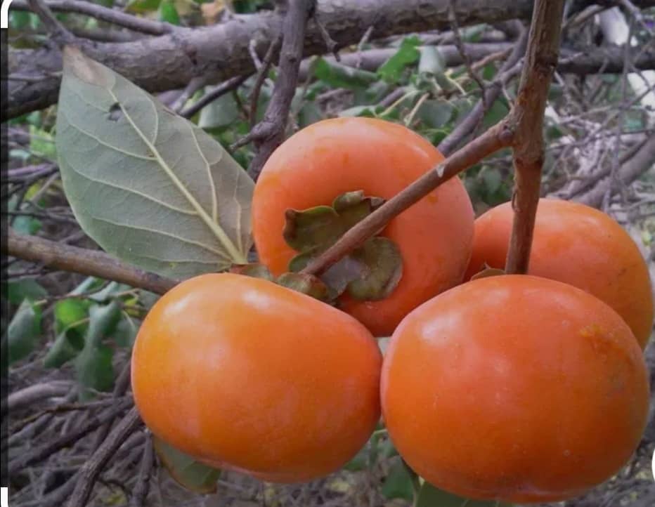 فروش خرمالو