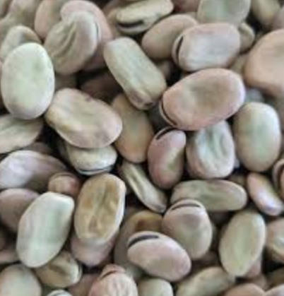 فروش  باقالی خشک