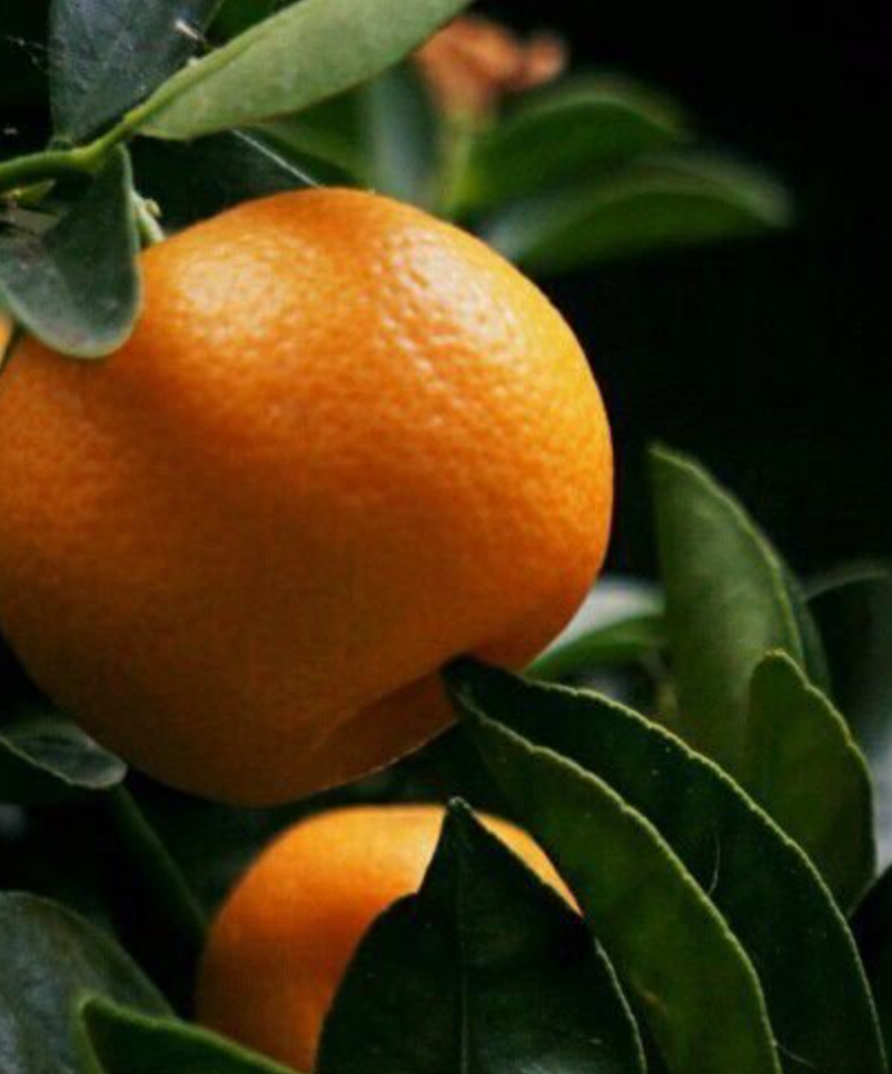 فروش نارنگی