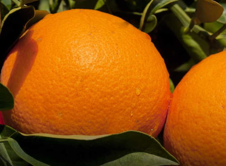 فروش پرتقال تامسون