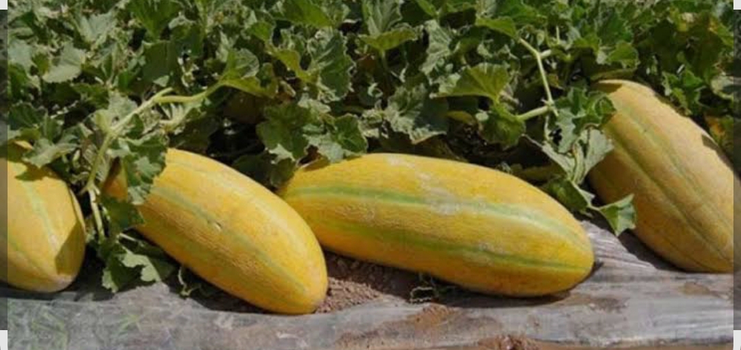 فروش خربزه مشهدی