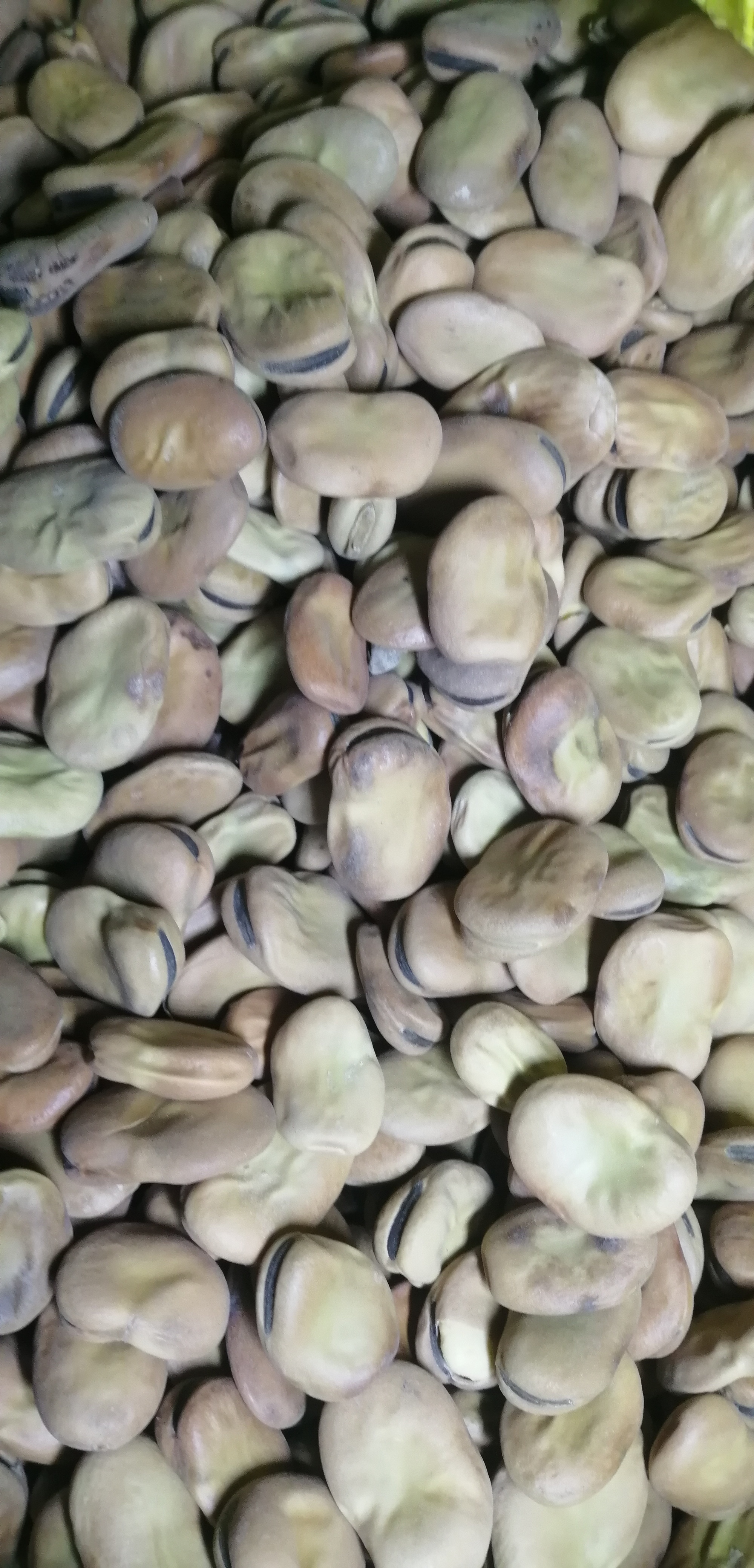 فروش باقلا خشک