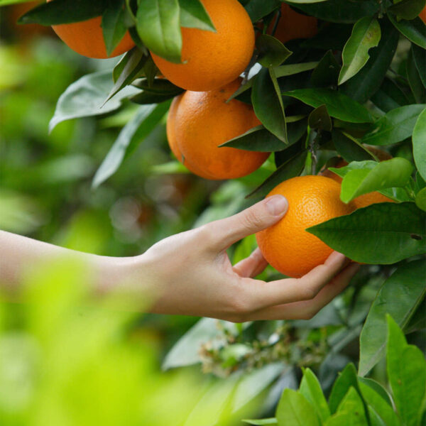 فروش پرتقال تامسون