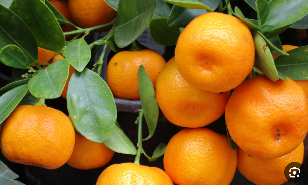 فروش نارنگی محلی