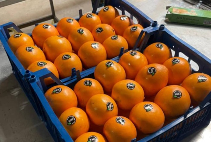 فروش پرتقال