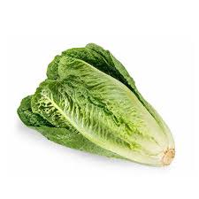 فروش کاهو ایرانی - رومانو