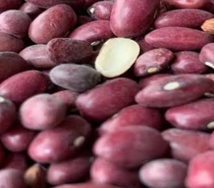 فروش لوبیا قرمز