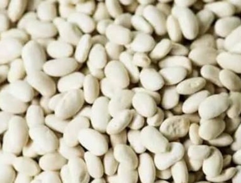 فروش لوبیا سفید