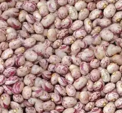 فروش لوبیا چیتی