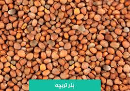 فروش بذر تربچه