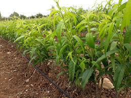 فروش نهال شلیل