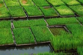 فروش نشا برنج