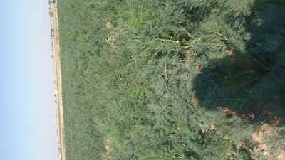 فروش شوید تازه