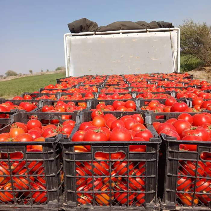 فروش گوجه فرنگی