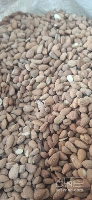 فروش بادام تلخ کوهی