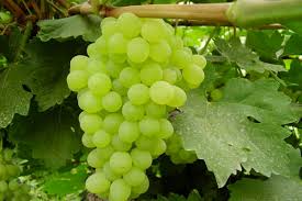 فروش انگور