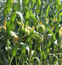 فروش ذرت علوفه ای