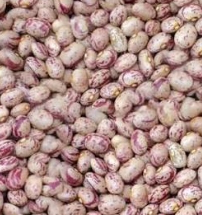 فروش لوبیا چیتی