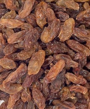 فروش مویز رطبی