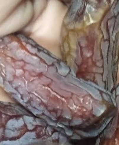 فروش خرما پیارم