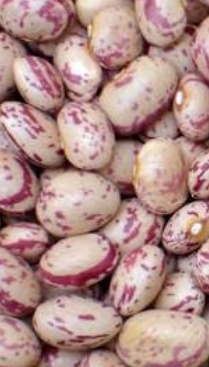 فروش لوبیا چیتی