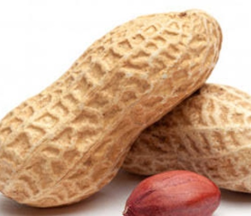 فروش بادام زمینی با قلاف خام