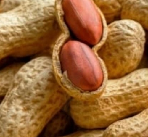 فروش بادام زمینی با قلاف خام