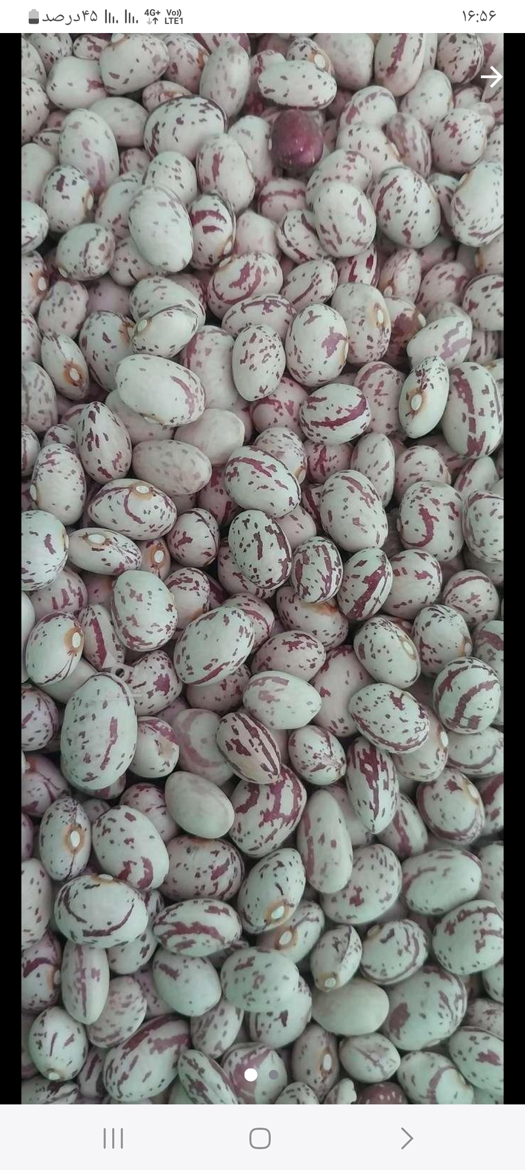 فروش لوبیا چیتی